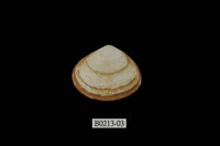 藏品(尖峰蛤)的圖片